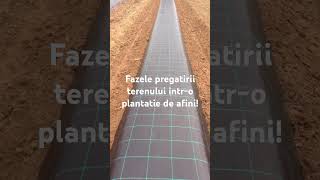 Fazele pregătirii terenului întro plantatie de afini Utilajul de bilonat til dam gratuit [upl. by Egrog647]