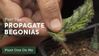 How to Propagate Begonias — Ep 108 [upl. by Vanderhoek]