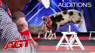 Unbelievable Animals Take Over The AGT Stage  Americas Got Talent 2017 [upl. by Emilee797]