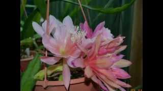 EPIPHYLLUM [upl. by Yessac401]