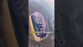 Portuguese Man o War  Natures Deadly Party Balloon [upl. by Cortney]