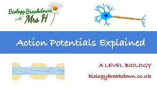 Action Potentials [upl. by Occor]