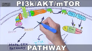 PI3kAKTmTOR Pathway [upl. by Aimekahs]