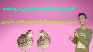 شناسایی بلدرچین نر و ماده تشخیص جنسیت بلدرچین [upl. by Callean]