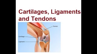 Ligaments Tendons and Cartilage  A Quick Guide  2024 [upl. by God135]