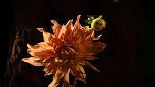 Dahlia double flower opening time lapse [upl. by Skurnik]