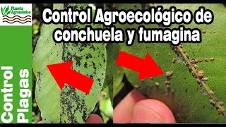 Cómo 📉 controlar CONCHUELA y FUMAGINA en árboles grandes con prácticas AGROECOLÓGICAS [upl. by Bremser898]