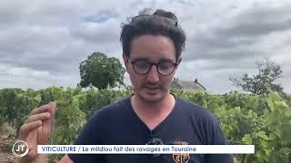 VITICULTURE Le mildiou fait des ravages en Touraine [upl. by Yoc287]