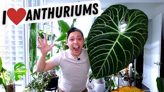 My Anthurium Collection 💚 Regale Metallicum Warocqueanum Veitchii Magnificum Crystallinum [upl. by Aicrag485]