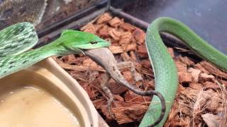 Asian Vine Snake  warning [upl. by Alyk395]