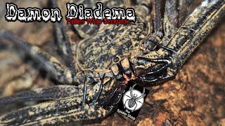 Damon Diadema Tailless Whip Scorpion The Spidershop Unboxing [upl. by Manda]