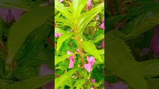 Lmpatiems balsamina plant 🌱പൂജ തിരുമണം മരണം ഘോഷയാത്ര  💐 [upl. by Tsugua]