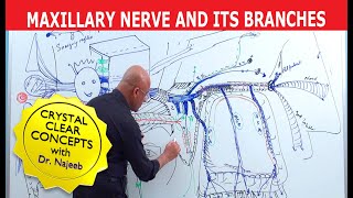 Maxillary Nerve and its Branches  Neuroanatomy  Neuroscience [upl. by Nickolaus]