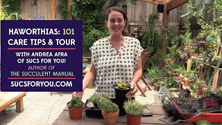 Haworthias 101  Care tips and a tour of my collection [upl. by Nyletak792]