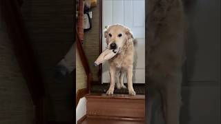 Golden Retriever and Kitten Meet Us [upl. by Guy]