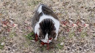 Stray cat was hit by carcovered in blood with eyeballs protrudingpassing woman bravely rescued it [upl. by Yadrahs]