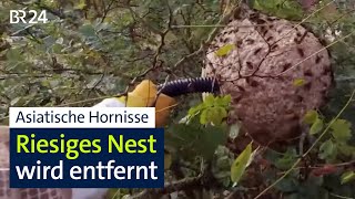 Asiatische Hornisse Riesiges Nest wird entfernt – dennoch Verbreitung in Bayern  BR24 [upl. by Neufer]