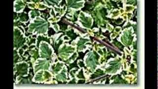 Plectranthus Harfenstrauch [upl. by Almira]