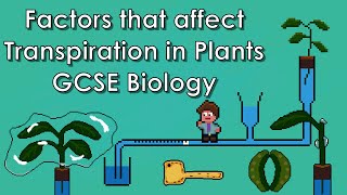 Factors that Affect Transpiration in Plants WJEC Biology  GCSE REVISION [upl. by Modesta]