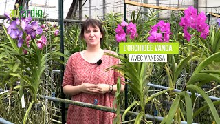 La VANDA une ORCHIDÉE à la FLORAISON BLEUE spectaculaire 😀 CONSEILS CULTURE et ENTRETIEN [upl. by Arquit]