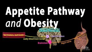 The Brains HungerSatiety Pathways and Obesity Animation [upl. by Anuahs]