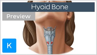 Hyoid bone structure movement and function preview  Human Anatomy  Kenhub [upl. by Brader121]