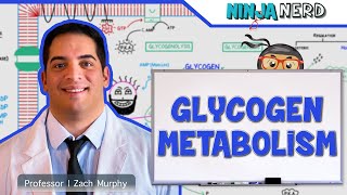 Metabolism  Regulation of Glycogen Metabolism [upl. by Christean473]