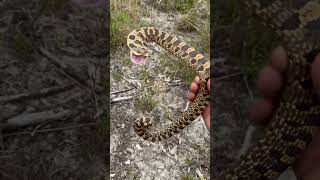 Hognose Snake Bluff Strikes [upl. by Hands]