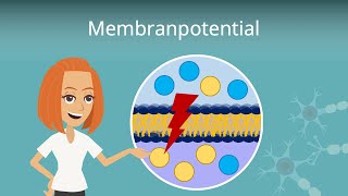 Membranpotential einfach erklärt [upl. by Selia]