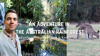 An Adventure in the Australian Rainforest  Tamborine National Park amp Kangaroos Australia Vlog 18 [upl. by Akeemaj]