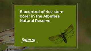 Biocontrol of rice stem borer in the Albufera natural reserve Spain [upl. by Ahsekram]