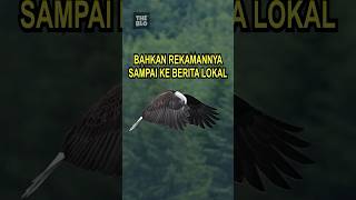 Video Elang Ini Mengejutkan [upl. by Iolande]