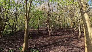 First nice spring day in Woodthorpe Park [upl. by Young806]