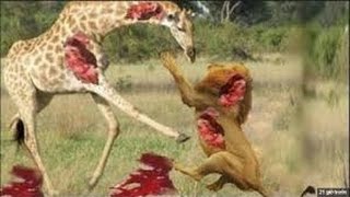 Most Amazing Lion vs Giraffe Shocking Lion Kills Giraffe Bloody Fight قتال فظيع الاسد والزرافة [upl. by Morten]