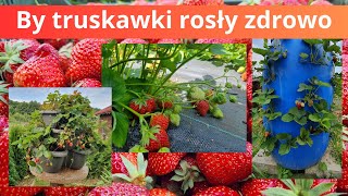 Wiosenny oprysk truskawek Jak rosną w różnych miejscach [upl. by Akir]