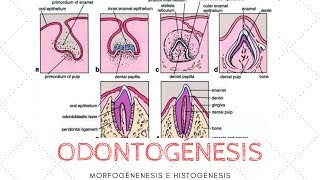 ODONTOGÉNESIS MORFOGÉNESIS E HISTOGÉNESIS [upl. by Ecnerual581]