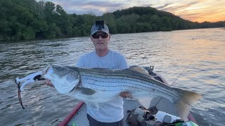 Susquehanna River Striper Fishing Late Spring 2024 [upl. by Atilehs]