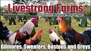 Lets Visit The Farm Of Livestrong Gamefarm [upl. by Roxana]