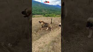 Caucasian Shepherd in the beautiful mountains of North Macedonia 🇲🇰 dog dogs pet pets [upl. by Wally]