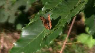 ROBERT Le Diable  Polygonia calbum  BRUITX [upl. by Meng]