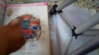 RENAL PATHOLOGY lecture 1 general introduction must watch to grab easily [upl. by Aziram]