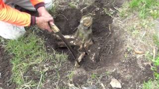 HOW TO REMOVE A TREE STUMP [upl. by Anigar]