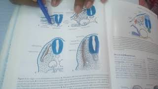 LEARN EASILY Simplest explanation of somite formation and differentiation [upl. by Boycey]