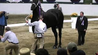 2014 World Percheron Congress Supreme Champion Percheron Selection [upl. by Jp]