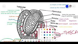 Funaria Lecture 2 Development of sporophyte and Structure of sporogonium [upl. by Ellatsirhc]