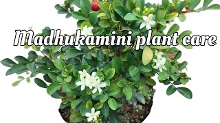 पूरे साल फूल देने वाले इस खुशबूदार पौधे की देखरेख। Madhukamini plant care [upl. by Tennies]