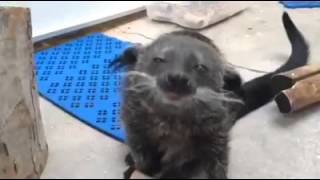 Binturong Play Time [upl. by Nnyleitak]