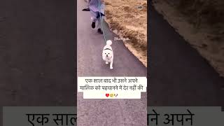 Paneryan cute dog trending short jo dill ko chu le 🥰 [upl. by Llaccm]