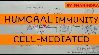 Immune System Part 2 Crash Course Anatomy amp Physiology 46 [upl. by Annaet254]