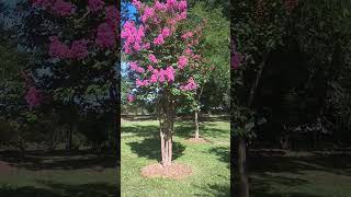 Our crape myrtles shorts [upl. by Torp]